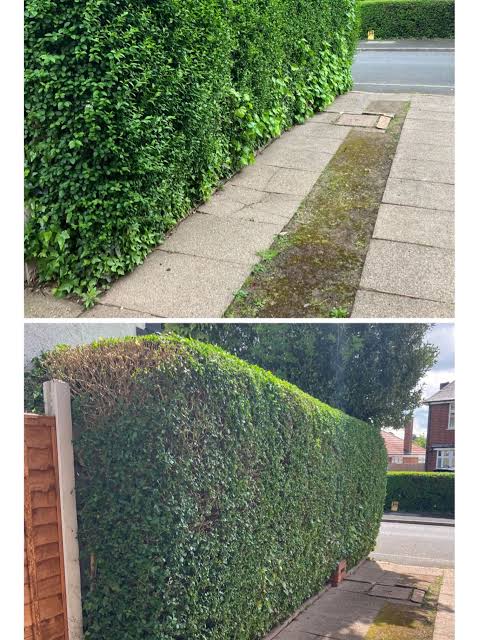 Hedge trimming and reshaping work in Ingle Farm, SA