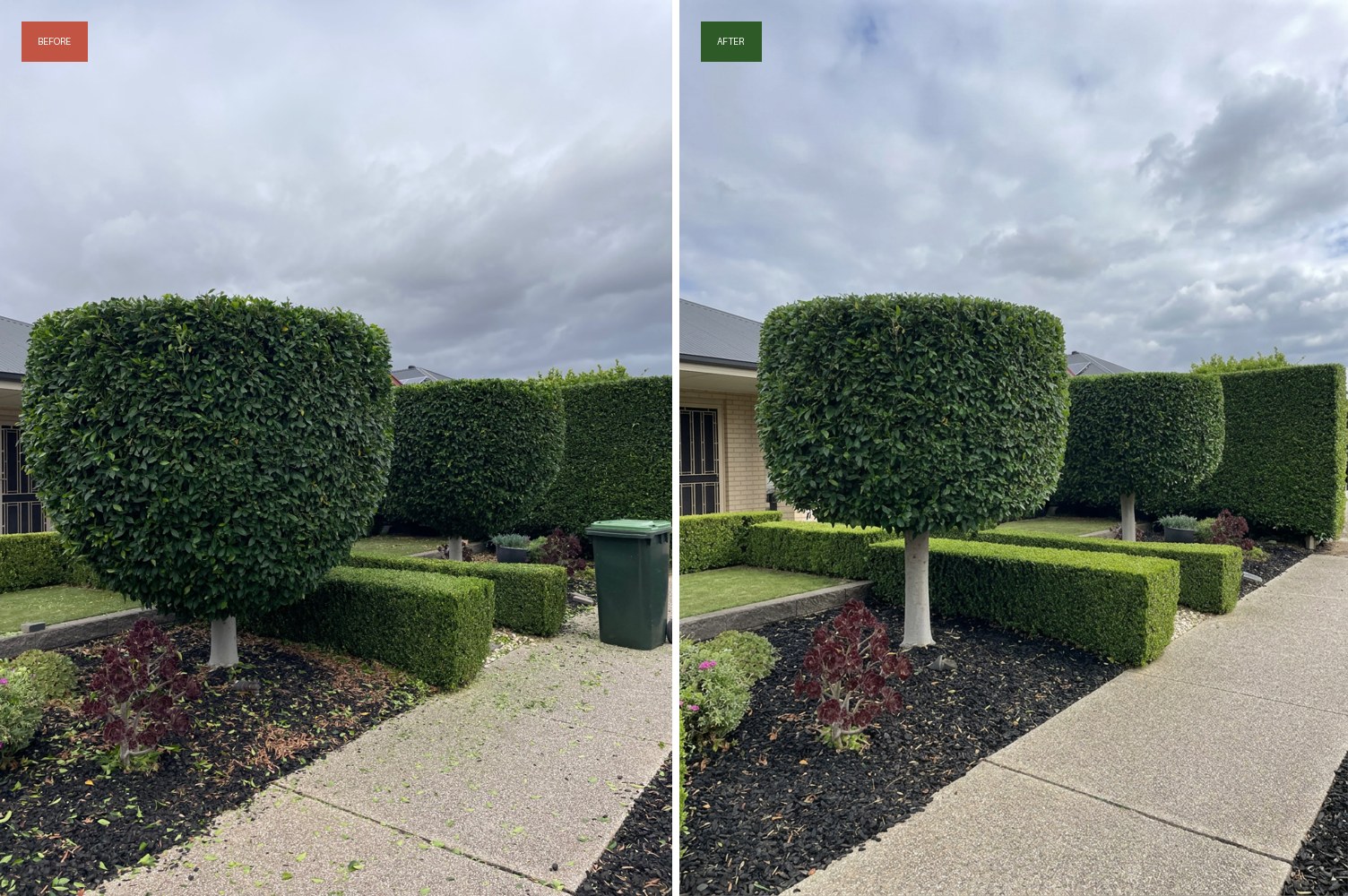Neatly shaped topiary hedge along a driveway in Adelaide, SA