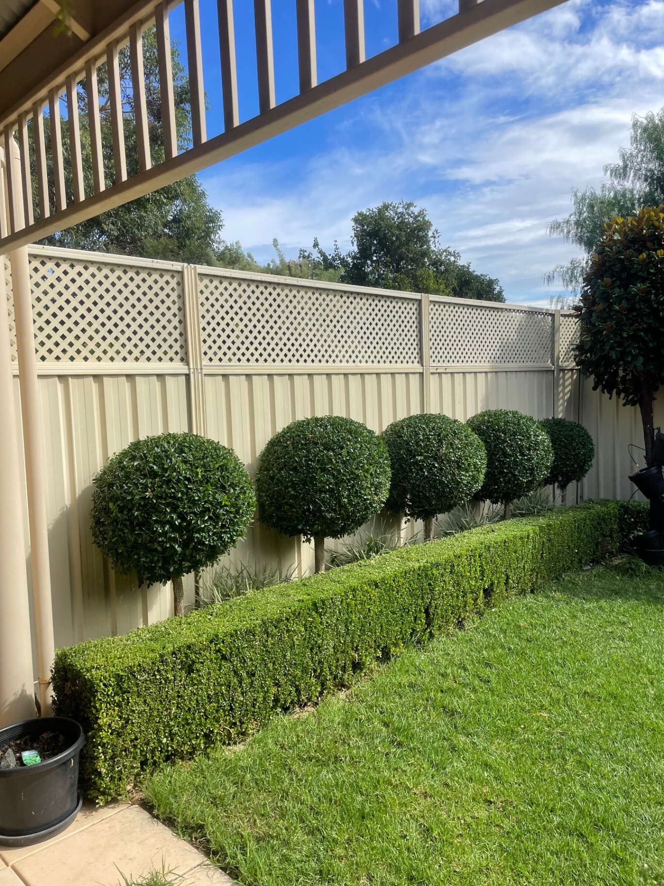 A row of perfectly shaped topiary balls and a trimmed box hedge beside a lush green lawn